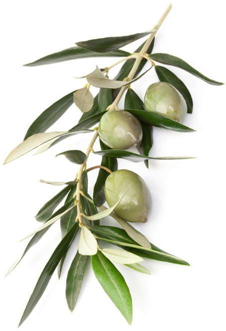 Ramoscello di ulivo